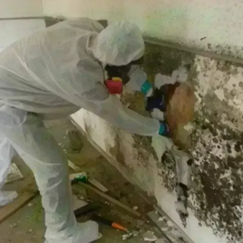 Mold Remediation and Removal in Indianola, WA